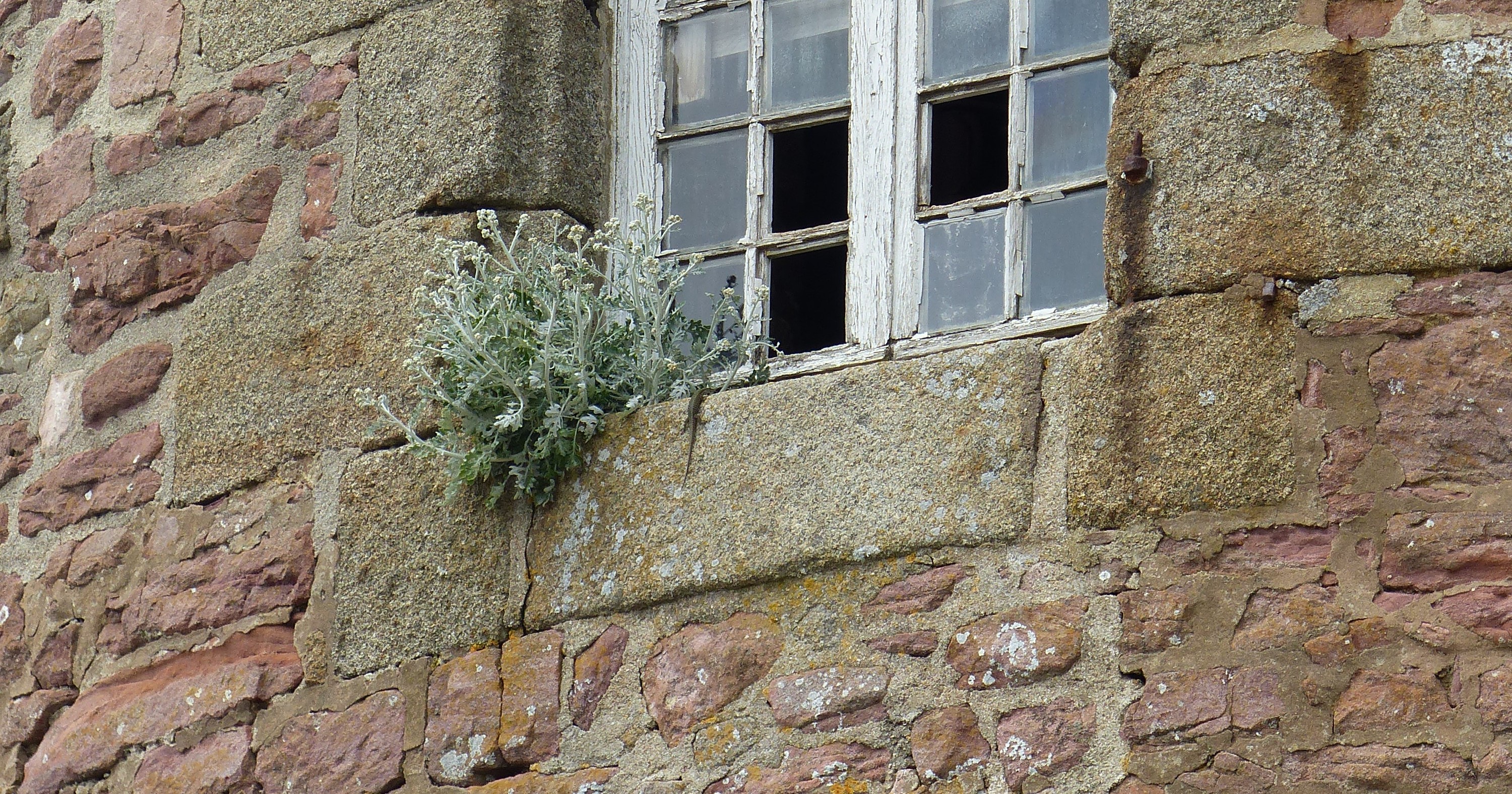 Un mur de pierre et une fenêtre dont certains carreaux sont cassés. Sur son rebord, un lézard est en train de grimper à côté d'une plante qui pousse là même si personne ne l'y a autorisée.